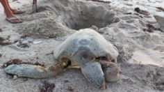 Juniors y funcionaros atropellan a tortugas en playas de Sonora: VIDEO