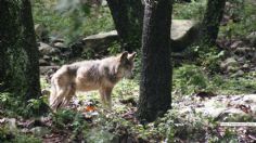 "Pensé que era un perrito": Niño atacado por un lobo en zoológico de Neza narra su accidente