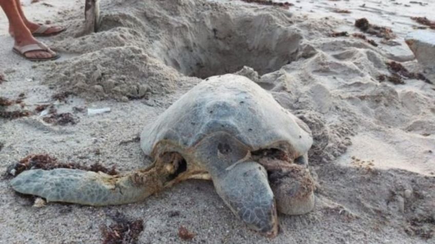 Juniors y funcionaros atropellan a tortugas en playas de Sonora: VIDEO