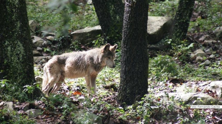 "Pensé que era un perrito": Niño atacado por un lobo en zoológico de Neza narra su accidente