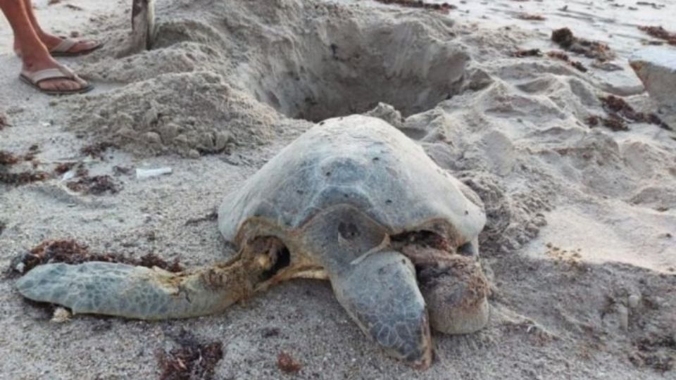 La presencia de vehículos tipo racer pone en peligro a las tortugas que desovan en las playas de Sonora. Foto: TW: @AguedaBarojas