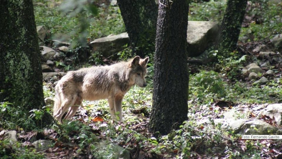 El niño contó su historia con el lobo que lo atacó