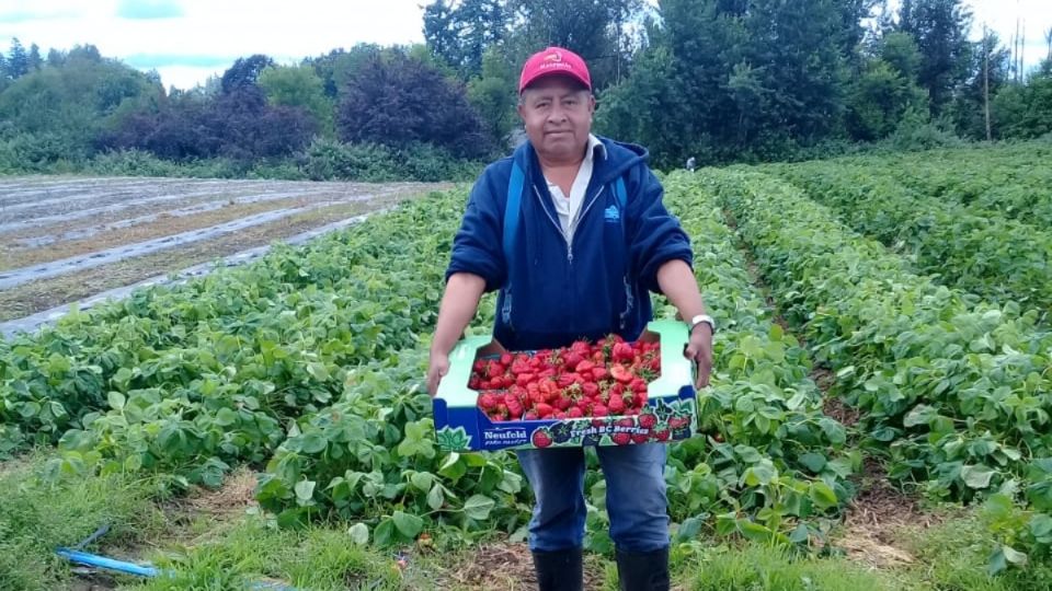 J0RNADAS. Los empleados laboran de tres a ocho meses en diferentes provincias canadienses. Foto: Especial