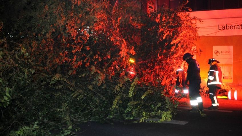 Cierran carretera libre México-Cuernavaca por caída de árbol