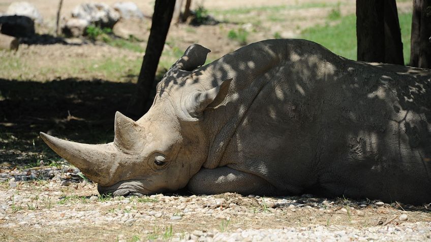 ¡Qué desgracia! Muere "Toby" el rinoceronte blanco más longevo del mundo, a los 54 años