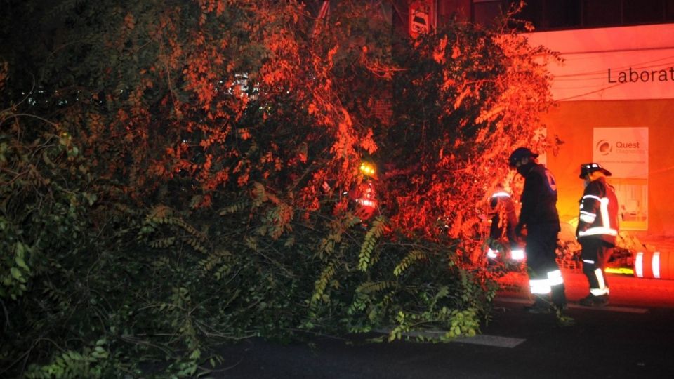 La caída de un árbol provocó el cierre de la vialidad. FOTO: Cuartoscuro / Archivo