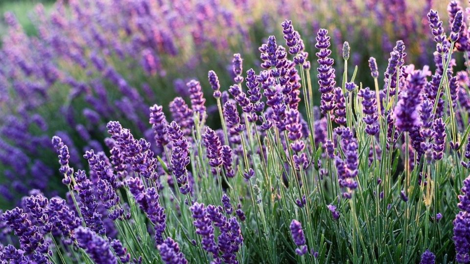 La lavanda se ha convertido en una planta medicinal popular en los hogares mexicanos. Foto: Pixabay