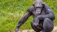 ¿Pandemia en el reino animal? Detecta un gran brote de lepra entre chimpancés