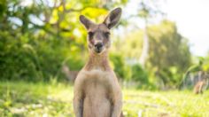 Dos adolescentes de 17 años son acusados de crueldad animal tras matar a 14 canguros en Australia