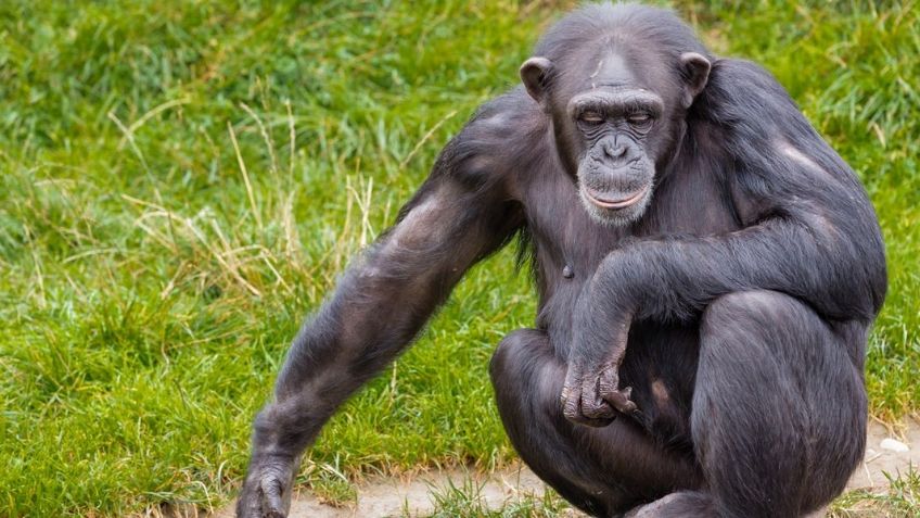 ¿Pandemia en el reino animal? Detecta un gran brote de lepra entre chimpancés