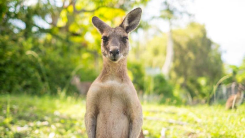 Dos adolescentes de 17 años son acusados de crueldad animal tras matar a 14 canguros en Australia