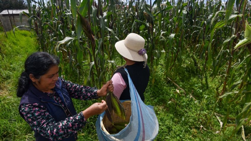 CDMX: Joven ayuda a su papá campesino a vender sus elotes en redes sociales y se vuelve viral