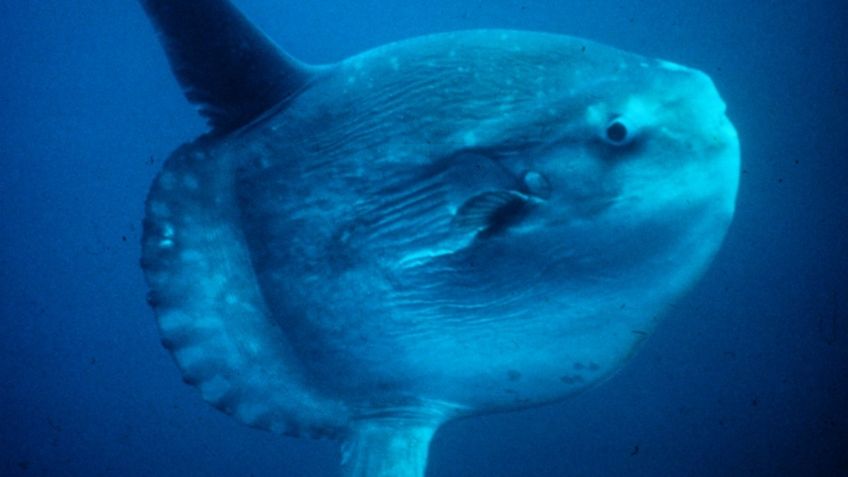 Capturaron un pez luna colosal de 1,500 kilos: los científicos están sorprendidos