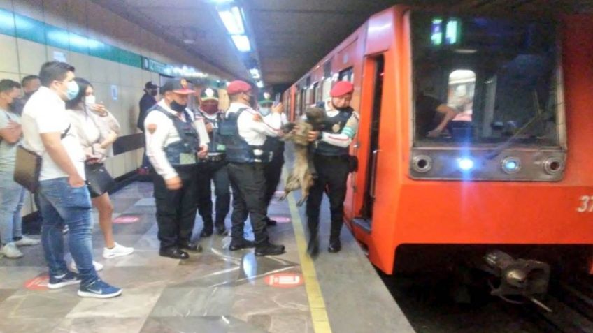 Metro CDMX: Policías rescatan a perro en la Línea 8; así puedes adoptar a los 'lomitos' que han salvado