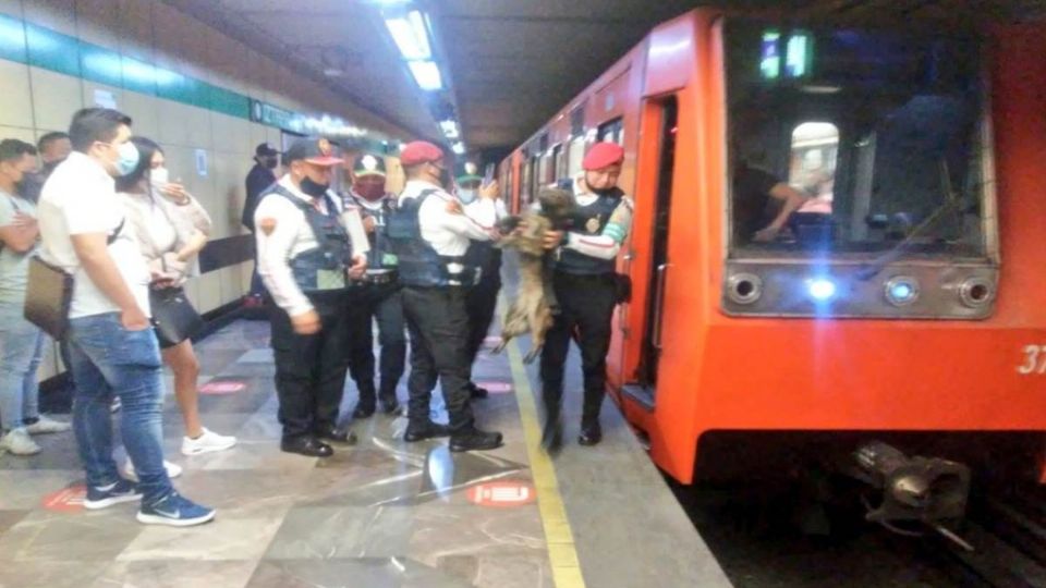 El rescate no tardó mucho y los usuarios no se vieron tan afectados (Foto: @MetroCDMX)