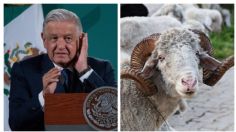 "¡Meeh, meeh!": el momento VIRAL en que AMLO rechaza que los mexicanos son BORREGOS