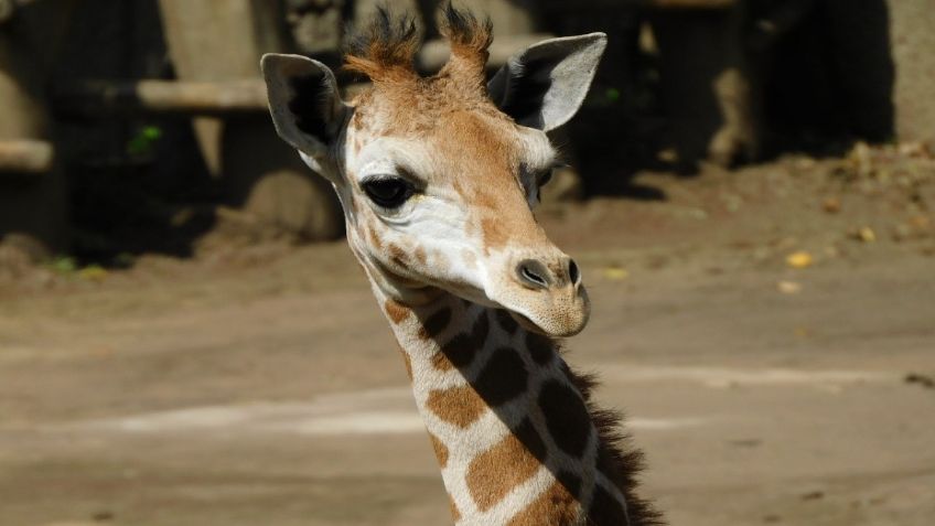 Buscan nombre para segunda jirafita nacida en el Zoológico de Chapultepec