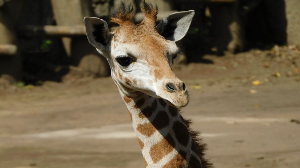 La jirafita macho es hermano de “Valentino”, quien ya tiene un año ocho meses de nacido. Foto: Especial