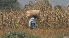 Cambio climático disminuye producción de granos en Tamaulipas