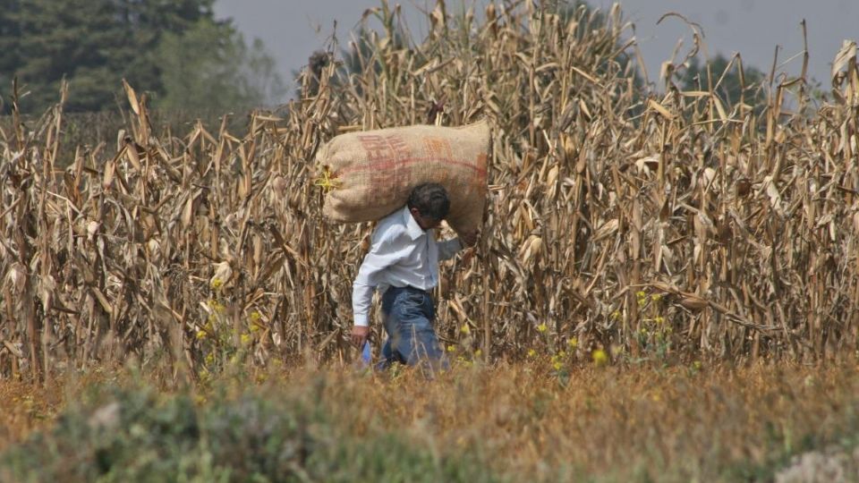 Sequías repercuten en producción de granos de Tamaulipas