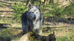 Lobo gris mexicano es capturado gracias a reportes de ciudadanos del Edomex