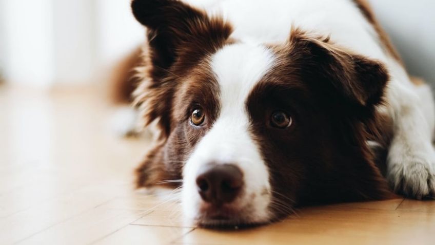 Las 3 razas de perros más nerviosos