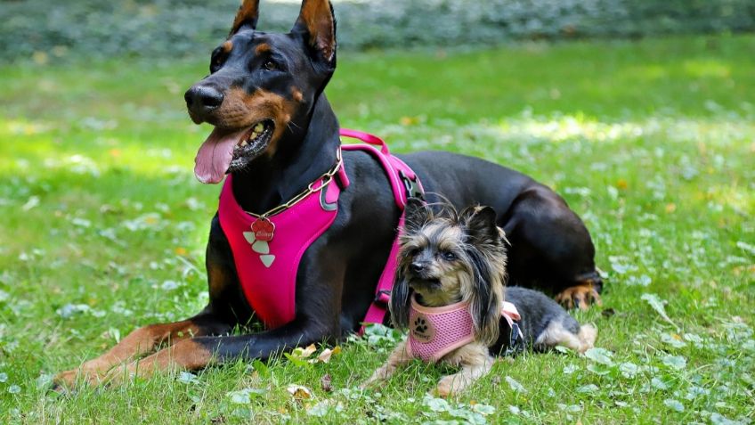 ¿Qué es mejor, un collar de perro o un arnés? Te explicamos