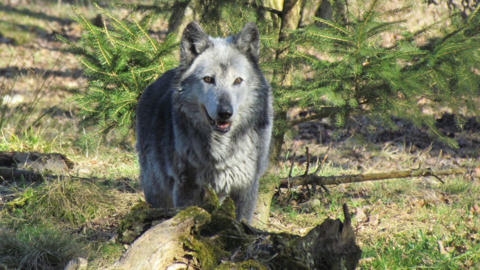 Lobo Gris es capturado. Foto: Especial / PEXELS