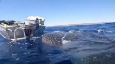 Impensado encuentro entre un perrito y un tiburón ballena termina de forma inesperada: VIDEO