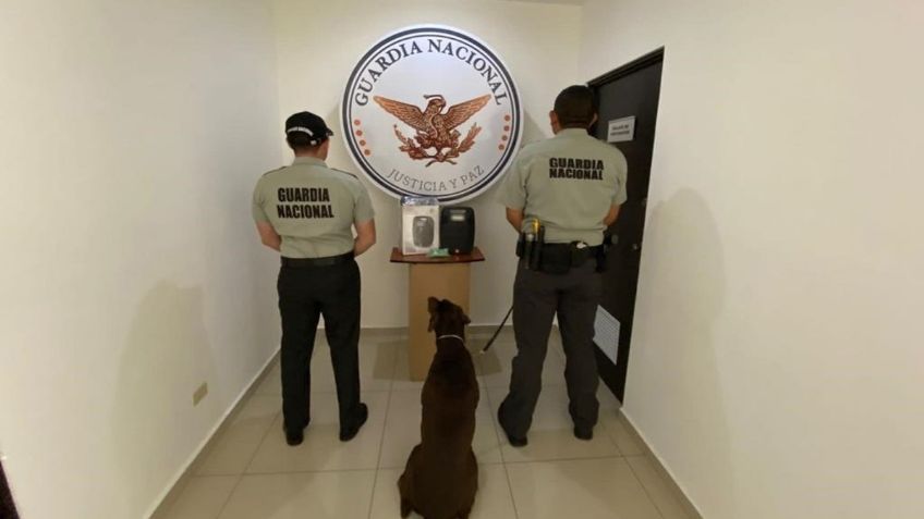 Binomios caninos de la Guardia Nacional encuentran droga en bocina en  Nuevo León