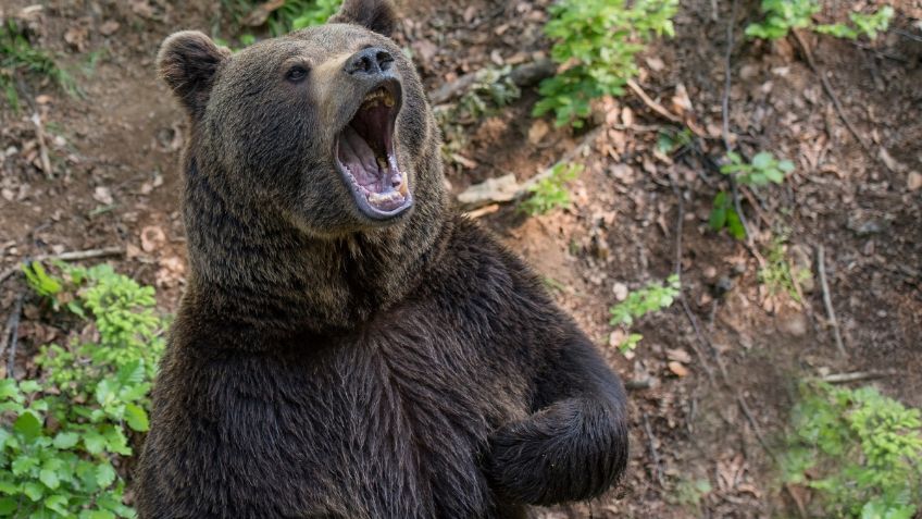 Un boxeador profesional fue atacado por un oso: lo mató con un cuchillo, pero él quedó en coma