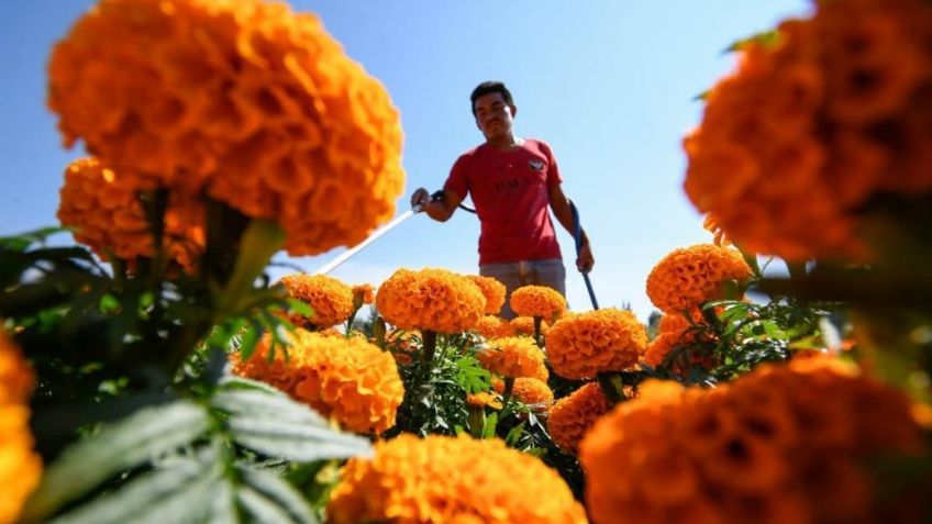 Derrama económica por venta de flor de cempasúchil se estima en 100 mdp en la CDMX