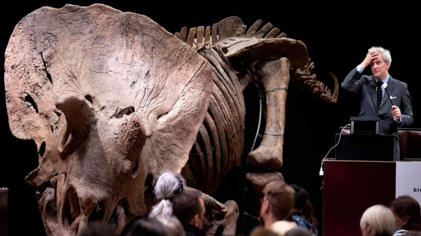 ¡Vendido! Esta millonaria suma pagaron por esqueleto de triceratops de 66 millones de años: VIDEO