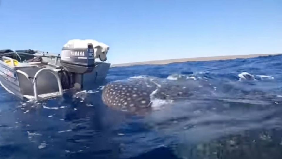 El perro labrador y el tiburón ballena se vieron frente a frente. Foto: Captura de pantalla