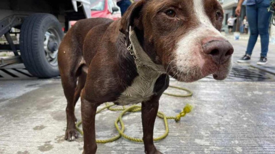 El perro tuvo una segunda oportunidad gracias a los uniformados.