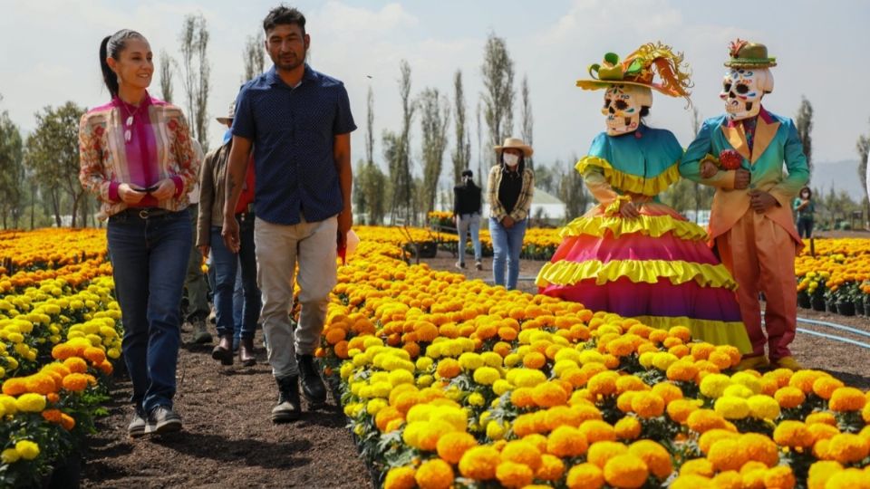 La jefa de Gobierno, Claudia Sheinbaum, recorrió un lugar en Xochimilco en el que producen la flor de cempasúchil. Foto: Especial