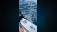 Rescataron al PERRITO perdido en el MAR de Florida; así fue el HEROICO momento: VIDEO