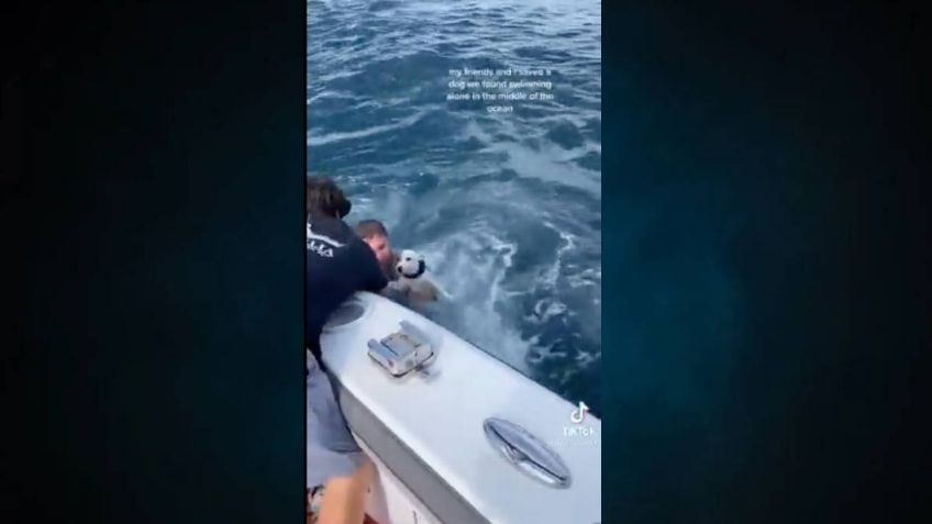 Rescataron al PERRITO perdido en el MAR de Florida; así fue el HEROICO momento: VIDEO