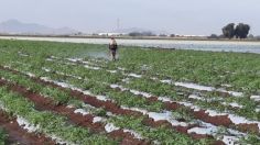 Productores del norte de Sinaloa se manifiestan a favor de la planta de fertilizantes