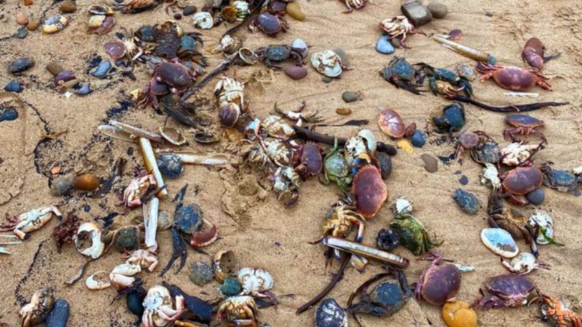 Las apocalípticas imágenes de playas británicas llenas de miles de cangrejos, langostas y peces muertos