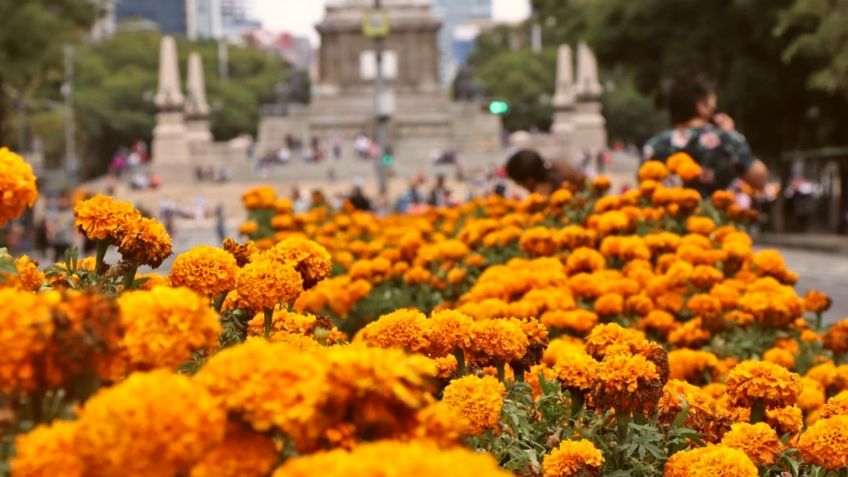 Llega la Feria del Cempasúchil 2021 a Paseo de la Reforma y esto es lo que debes saber