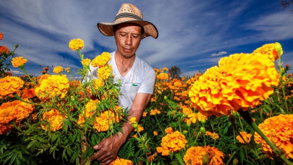 La flor de cempasúchil es originaria de México y habita en climas cálido, semicálido, seco y templado (Foto: Cuartoscuro)