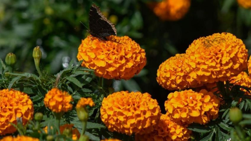 Pese a pandemia e inclemencias del clima, flor de cempasúchil florece en Michoacán para Día de Muertos