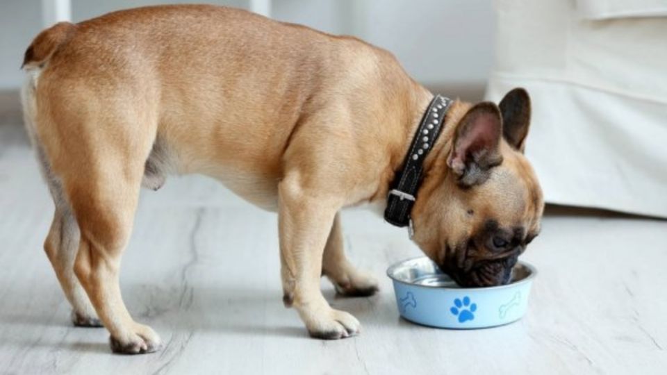 Impuesto a la comida de mascotas fue eliminado (Foto: Twitter)