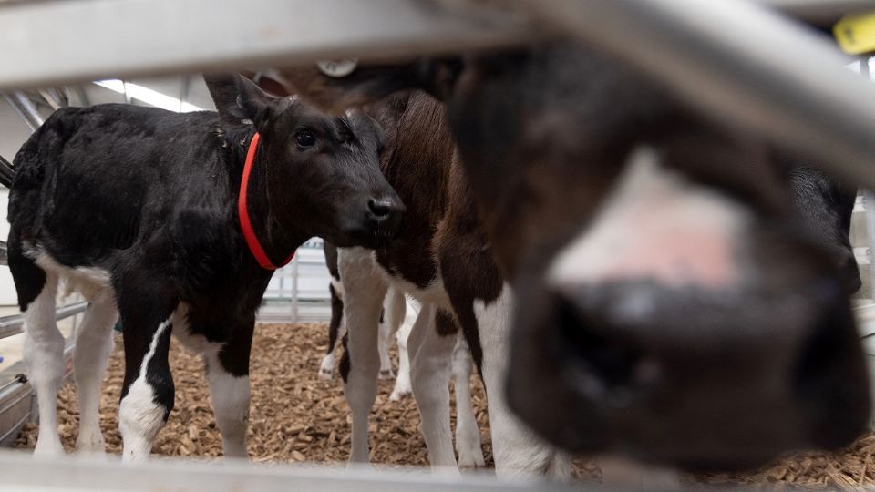 Nueva Zelanda trabaja con bovinos y ovinos. Foto: Agencias
