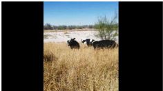 Coahuila: vacas provocan caos vial en Torreón | VIDEO