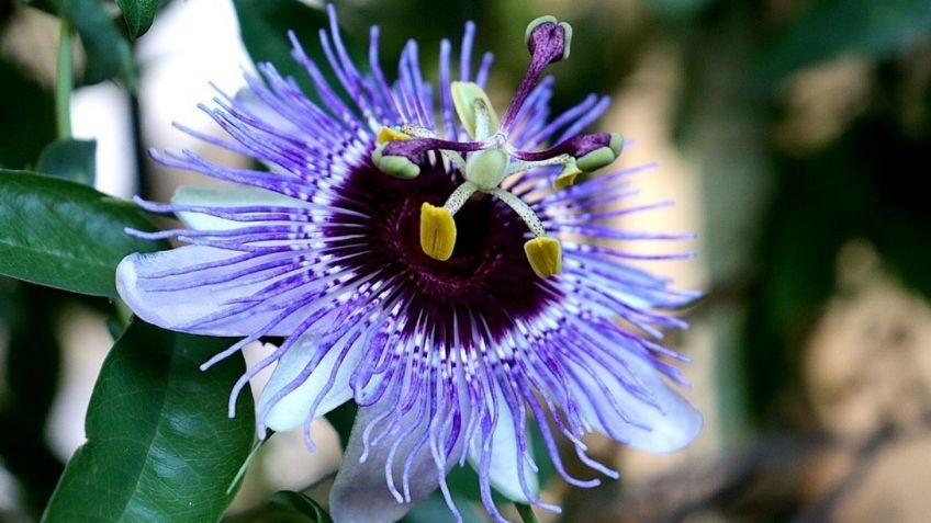 Estos son los increíbles beneficios que lograrás al cultivar una Pasionaria en tu jardín