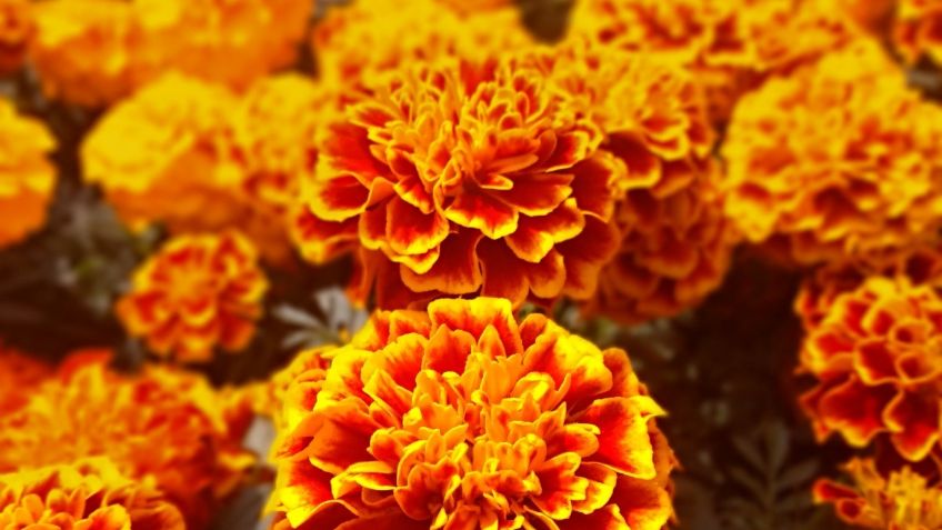 Garantizado abasto de flores para celebración de Día de Muertos: Sader