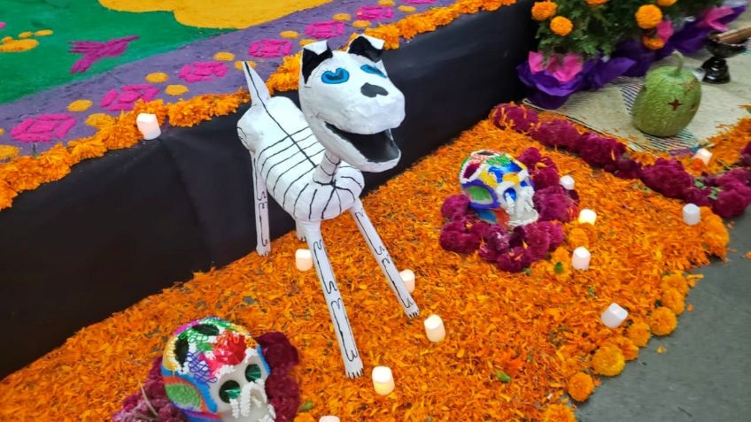 “Ofrenda de Vida”, una ofrenda de ayuda a perritos de la calle