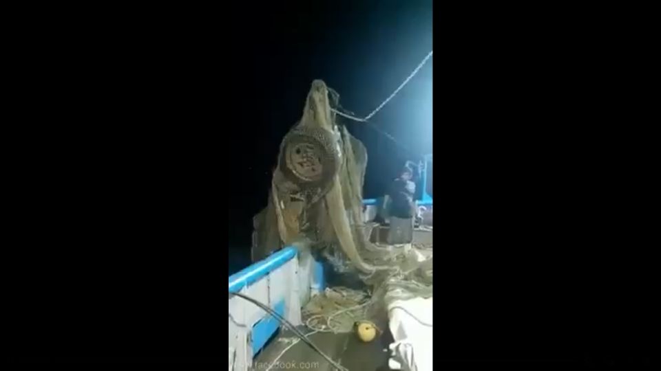 El barco camaronero se llevó una gran sorpresa al sacar la red del mar
FOTO: YouTube